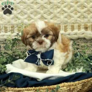 Jimmy, Teddy Bear Puppy