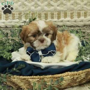 Jimmy, Teddy Bear Puppy
