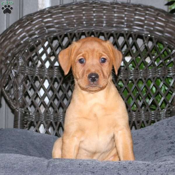 Joann, Fox Red Labrador Retriever Puppy
