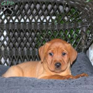 Joann, Fox Red Labrador Retriever Puppy