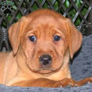 Joann, Fox Red Labrador Retriever Puppy
