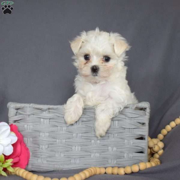 Joanne, Maltese Puppy