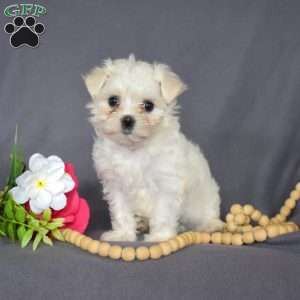 Joanne, Maltese Puppy