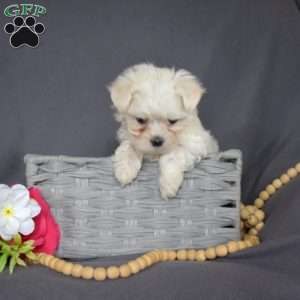 Joanne, Maltese Puppy