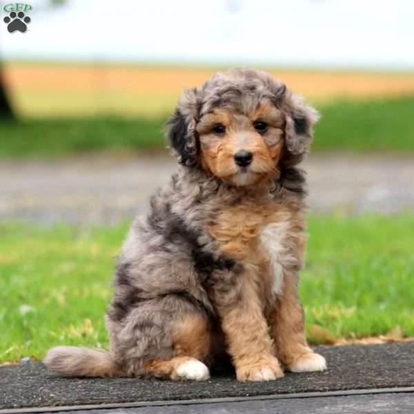 Jodi, Mini Bernedoodle Puppy