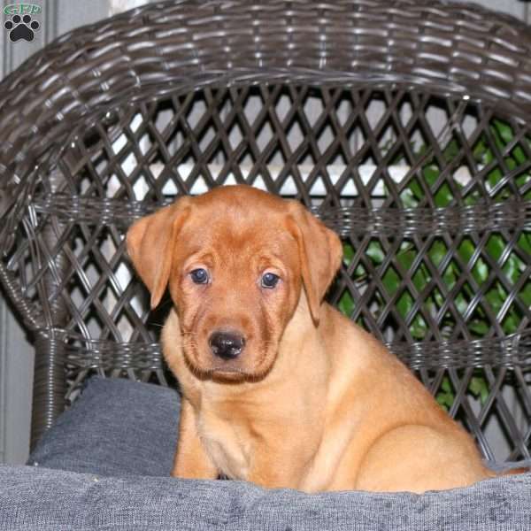 Joe, Fox Red Labrador Retriever Puppy