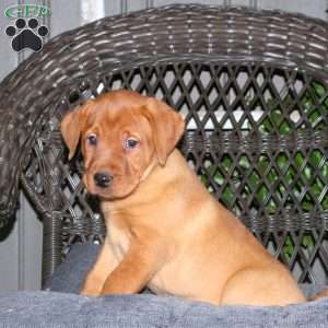 Joe, Fox Red Labrador Retriever Puppy