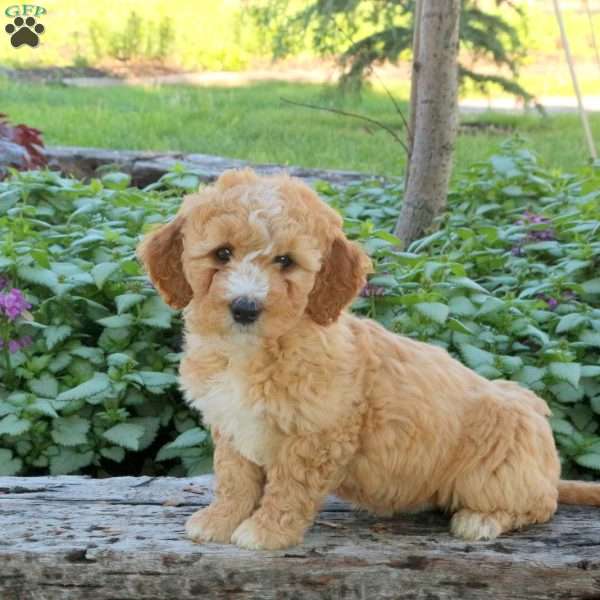 Joey, Mini Aussiedoodle Puppy