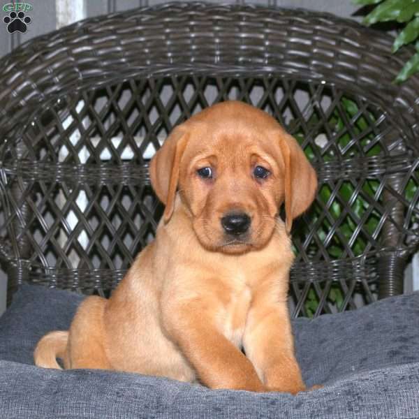 Joey, Fox Red Labrador Retriever Puppy