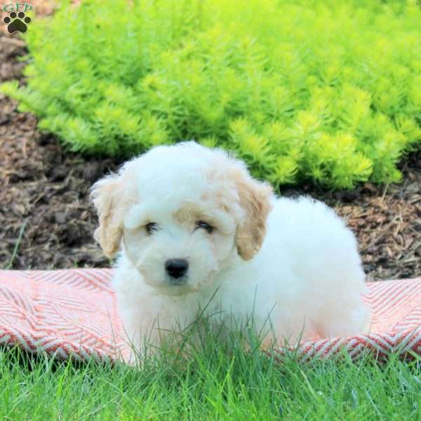 Joey, Bich-Poo Puppy