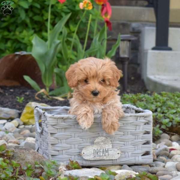 Joey, Maltipoo Puppy