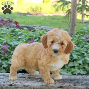 Joey, Mini Aussiedoodle Puppy