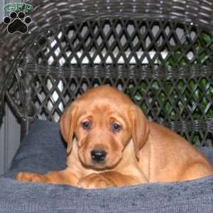 Joey, Fox Red Labrador Retriever Puppy