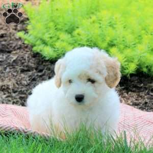 Joey, Bich-Poo Puppy