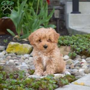Joey, Maltipoo Puppy