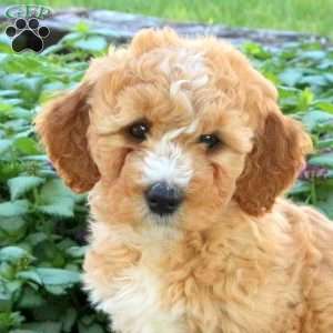 Joey, Mini Aussiedoodle Puppy