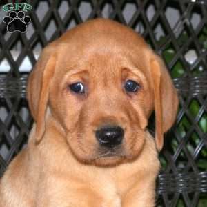 Joey, Fox Red Labrador Retriever Puppy