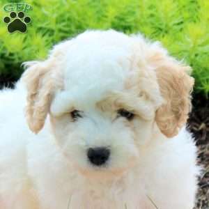 Joey, Bich-Poo Puppy