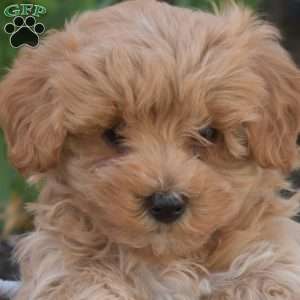 Joey, Maltipoo Puppy