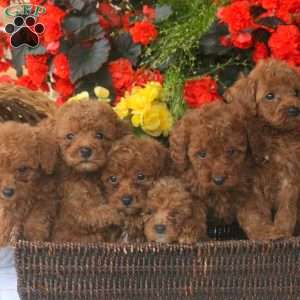 Hugo, Miniature Poodle Puppy