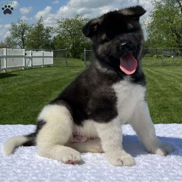 Jojo, Akita Puppy