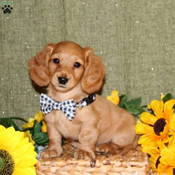Josh, Dachshund Puppy