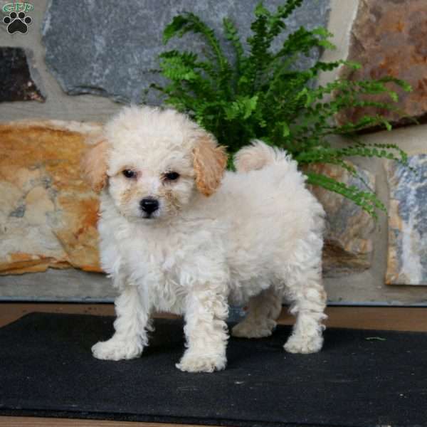 Josh, Bich-Poo Puppy