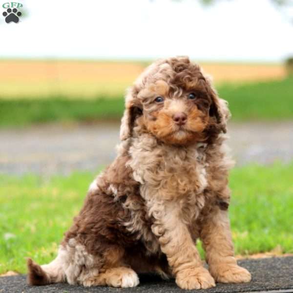 Josh, Mini Bernedoodle Puppy