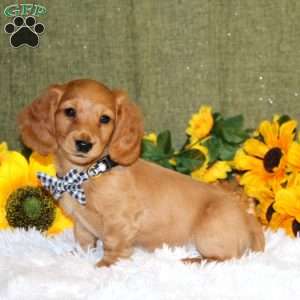 Josh, Dachshund Puppy