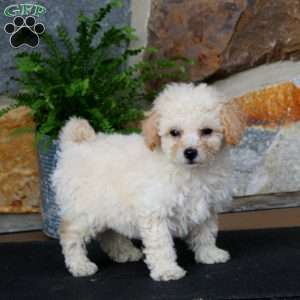 Josh, Bich-Poo Puppy