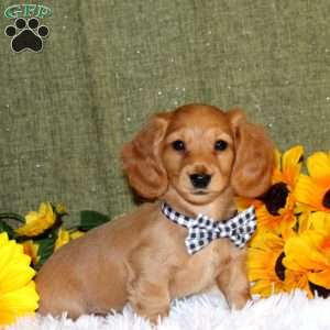 Josh, Dachshund Puppy