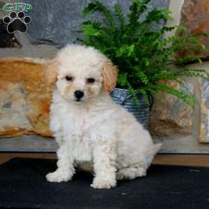 Josh, Bich-Poo Puppy