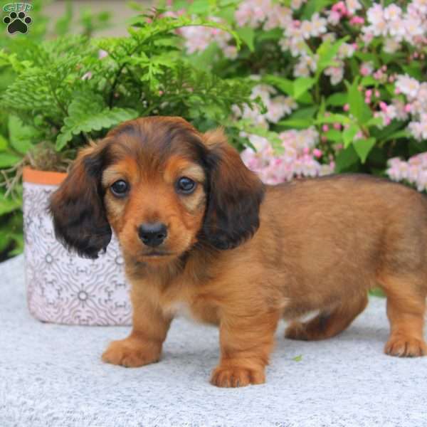 Joshua, Dachshund Puppy