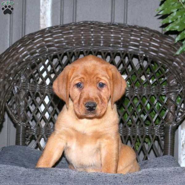 Josie, Fox Red Labrador Retriever Puppy