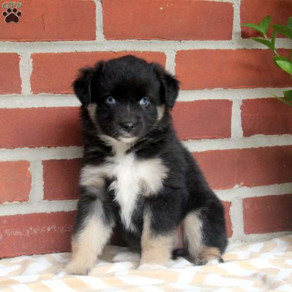 Josie, Miniature Australian Shepherd Puppy
