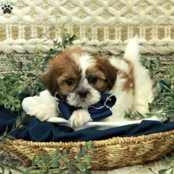 Josie, Teddy Bear Puppy