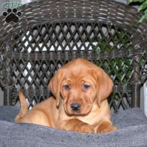Josie, Fox Red Labrador Retriever Puppy