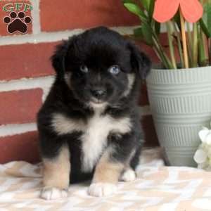 Josie, Miniature Australian Shepherd Puppy