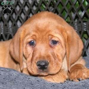 Josie, Fox Red Labrador Retriever Puppy