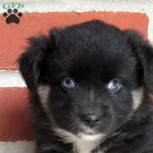 Josie, Miniature Australian Shepherd Puppy