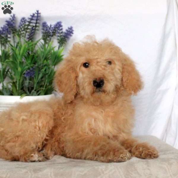 Josie, Goldendoodle Puppy