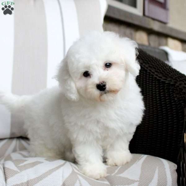 Josie, Bichon Frise Puppy