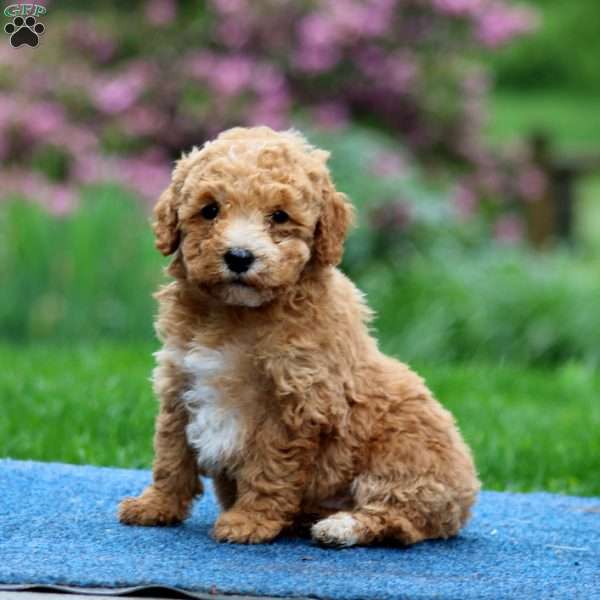 Josie, Mini Goldendoodle Puppy