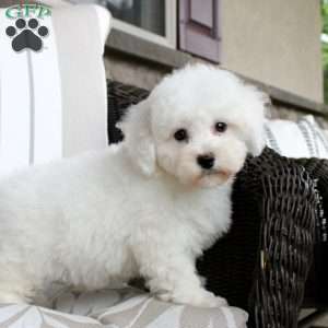 Josie, Bichon Frise Puppy