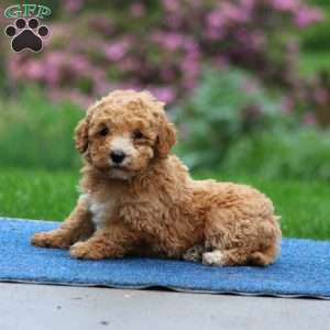 Josie, Mini Goldendoodle Puppy