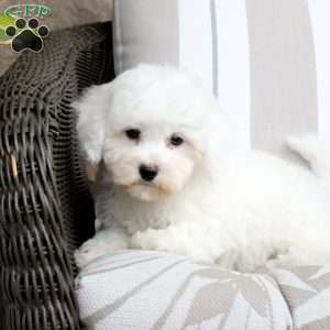 Josie, Bichon Frise Puppy