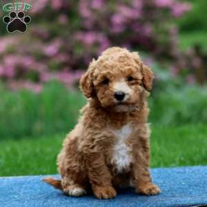 Josie, Mini Goldendoodle Puppy