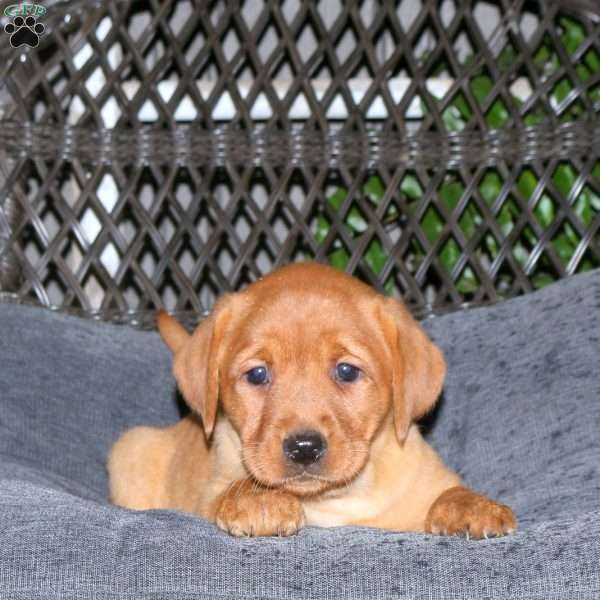 Joy, Fox Red Labrador Retriever Puppy