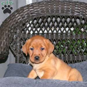 Joy, Fox Red Labrador Retriever Puppy