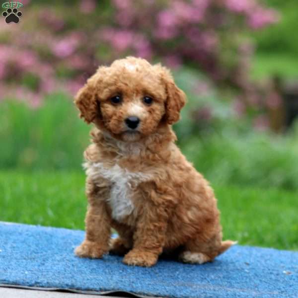 Joy, Mini Goldendoodle Puppy